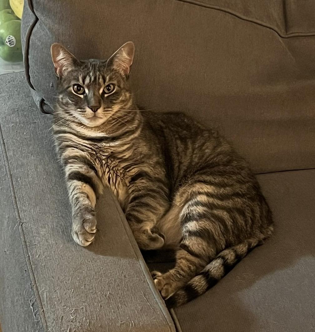 Danielle, Adoptable, Young Female Domestic Short Hair.