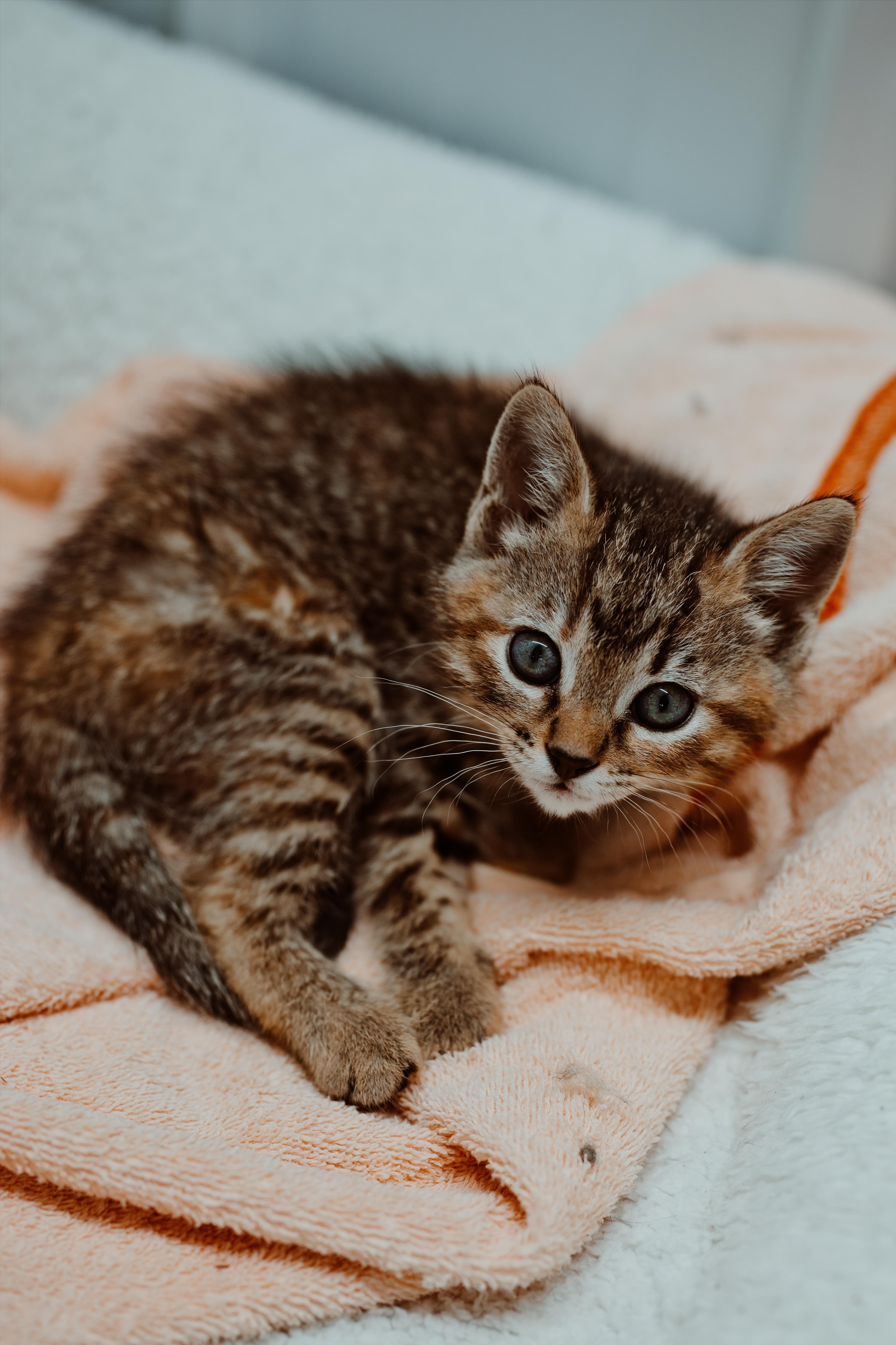 Sugar, adopted, Kitten Female Domestic Short Hair.