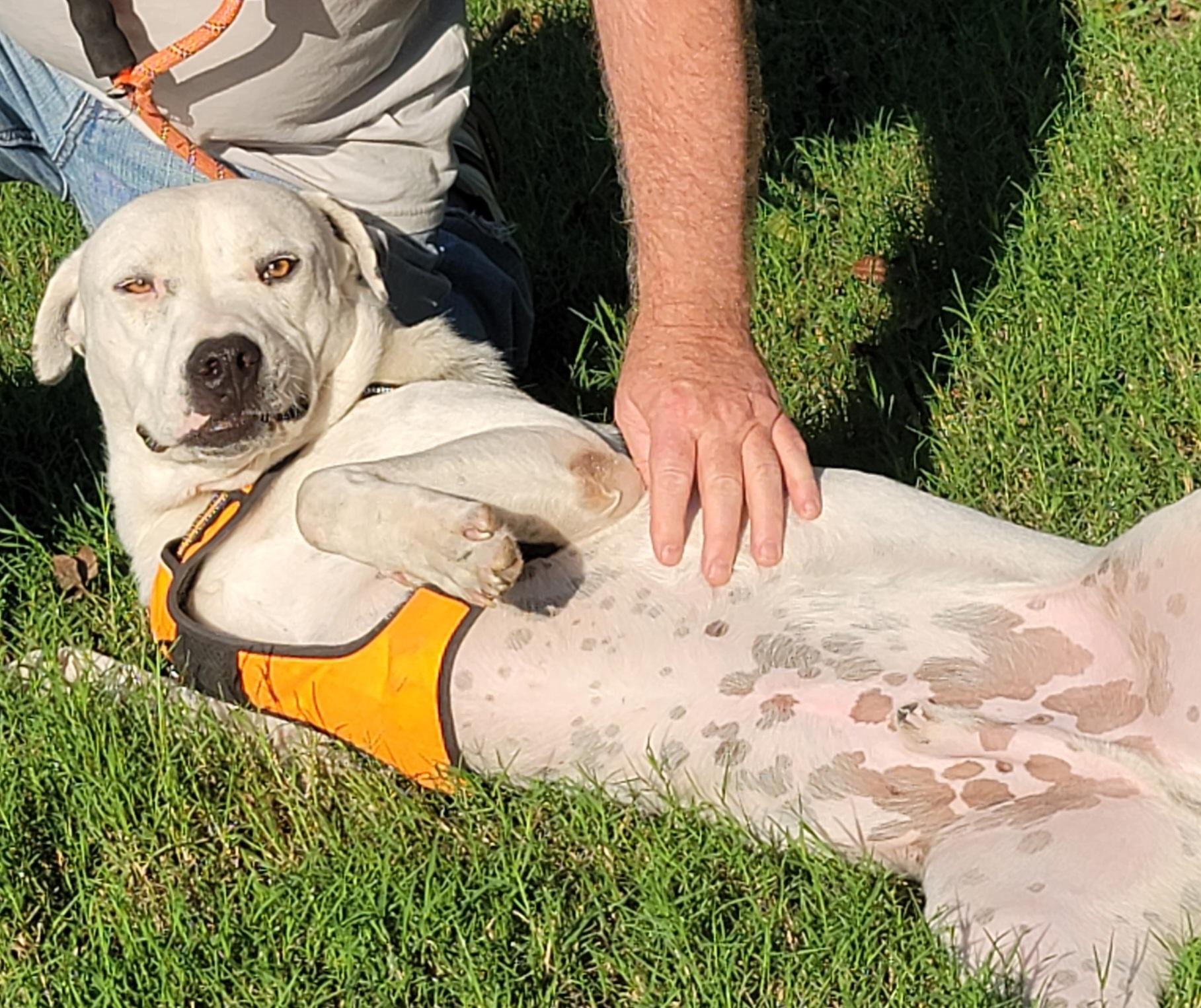 Ghost, Adoptable, Young Male Labrador Retriever & Great Pyrenees.