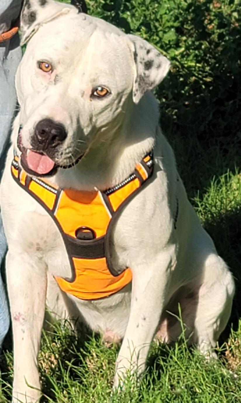 Ghost, a Adoptable mixed breed in White Settlement, TX image 4/7