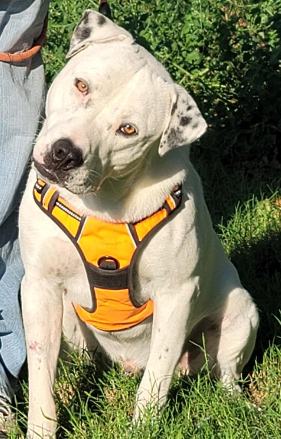 Ghost, a Adoptable mixed breed in White Settlement, TX image 5/7