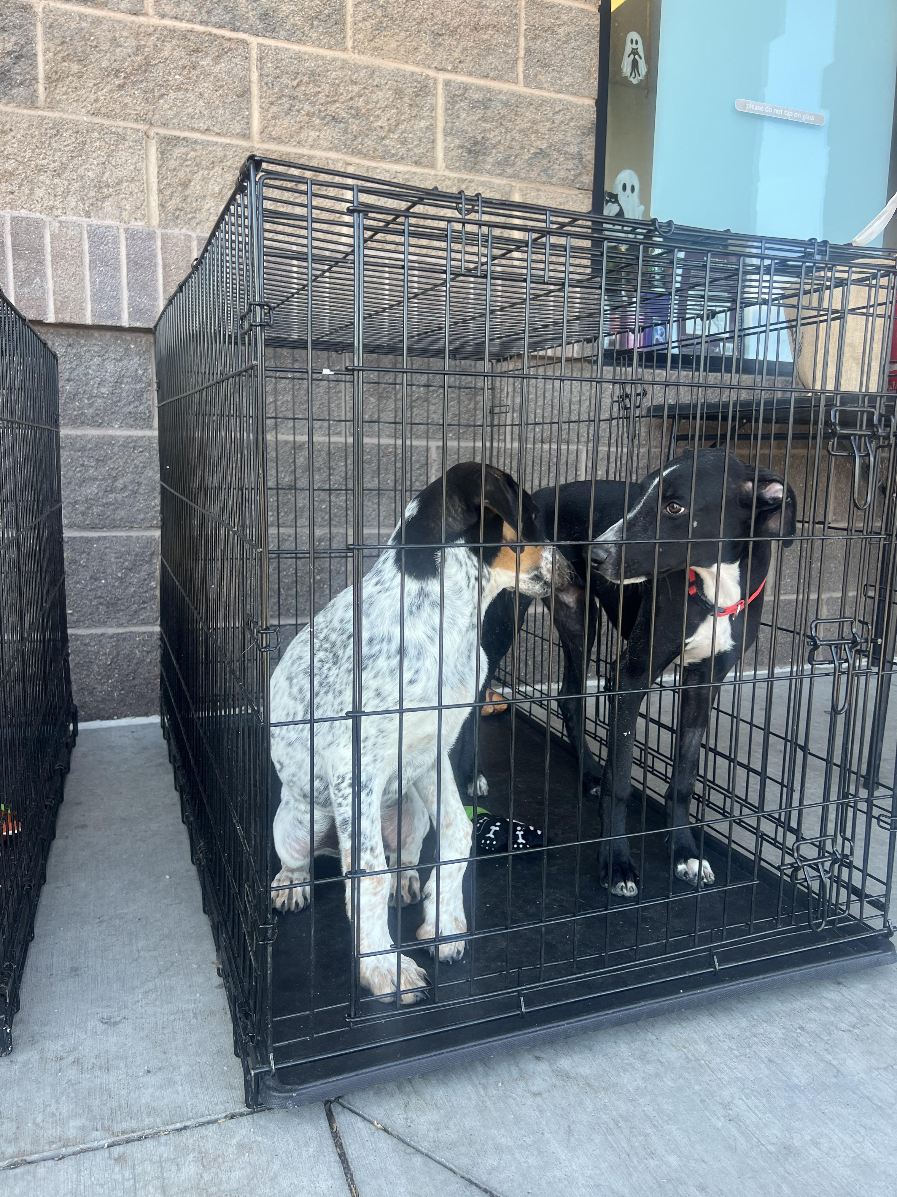 Enlarge Maddox, a Adoptable mixed breed in Fort Collins, CO image 3/6