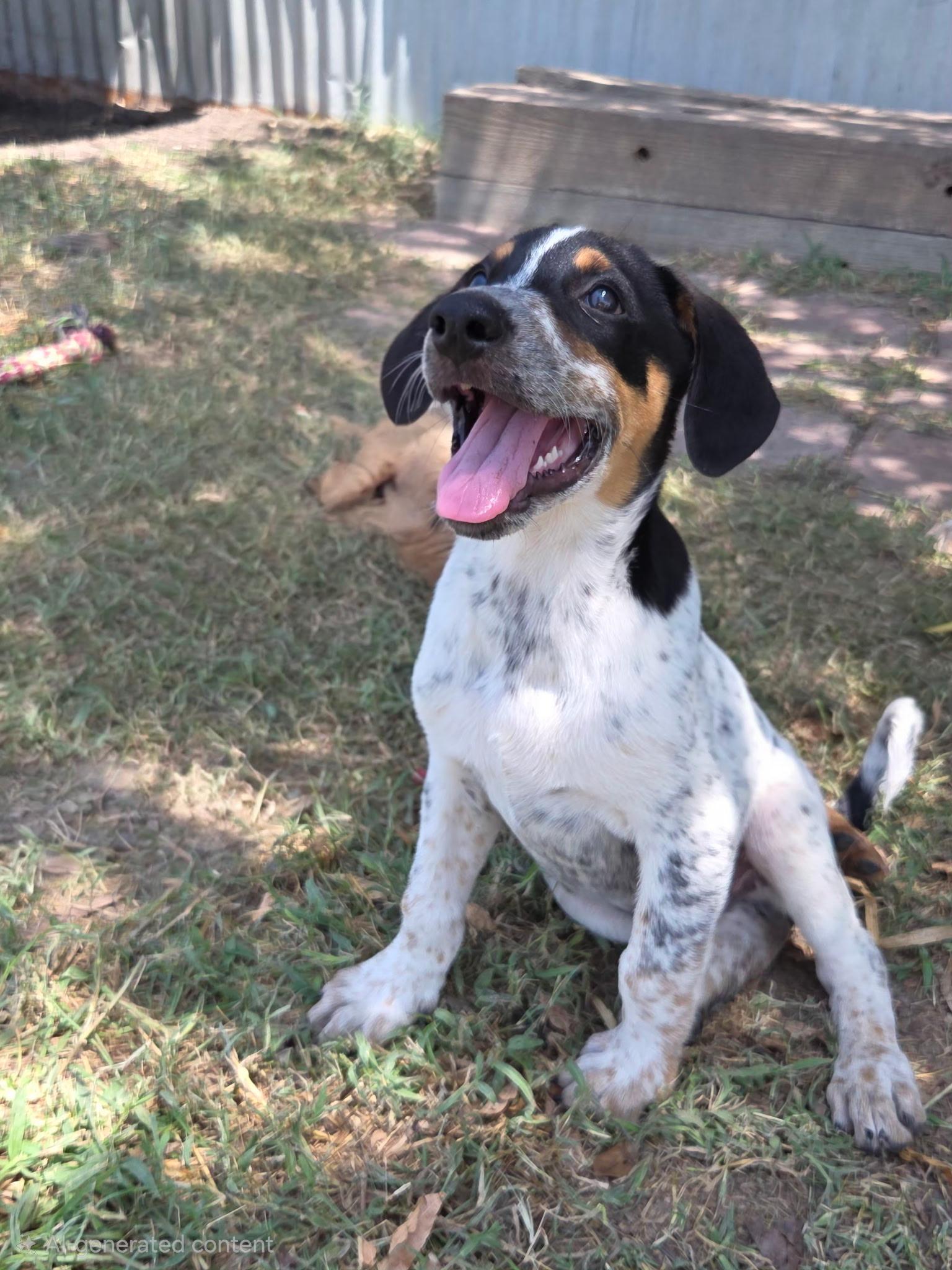 Enlarge Maddox, a Adoptable mixed breed in Fort Collins, CO image 1/6