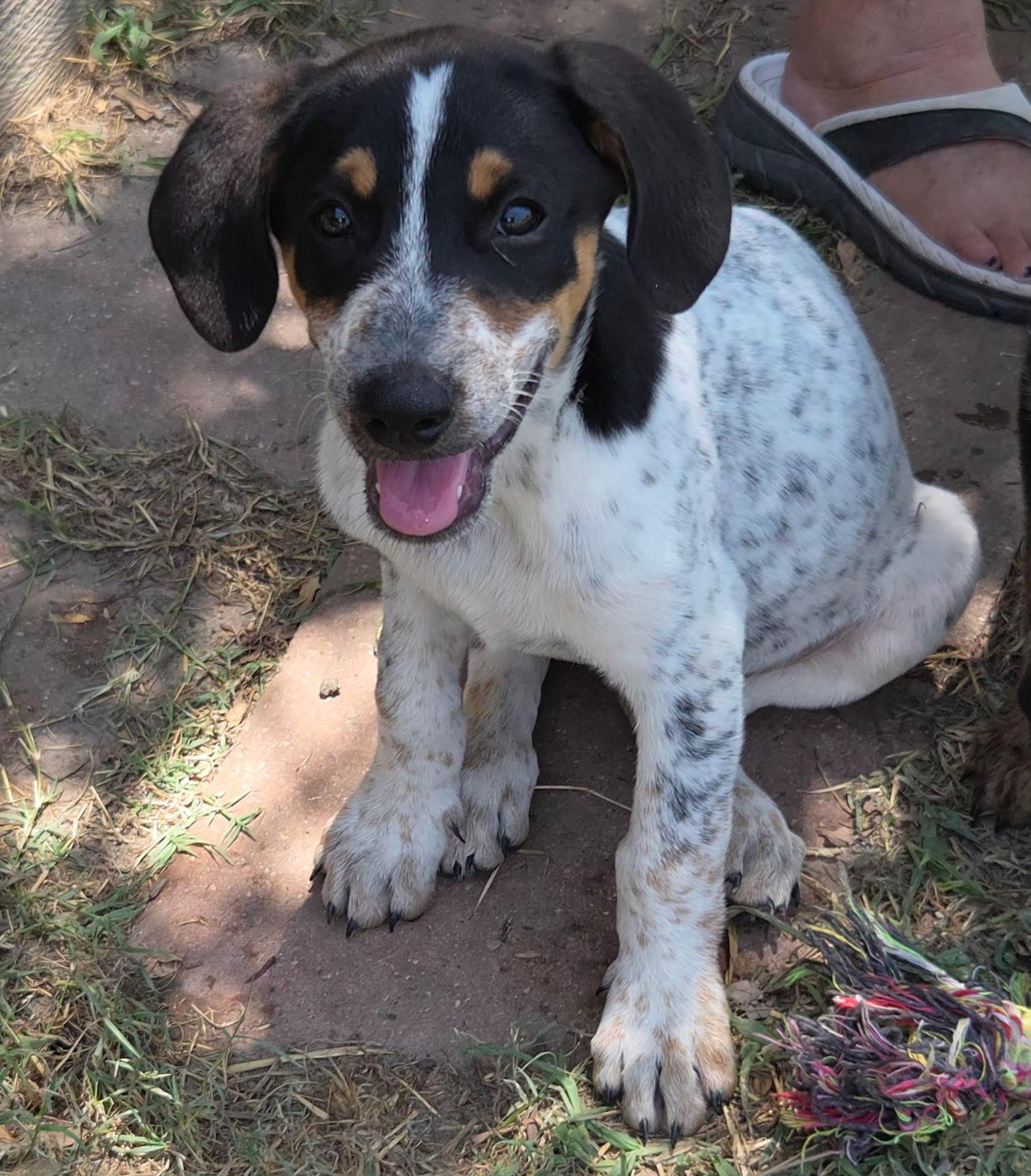 Enlarge Maddox, a Adoptable mixed breed in Fort Collins, CO image 2/6