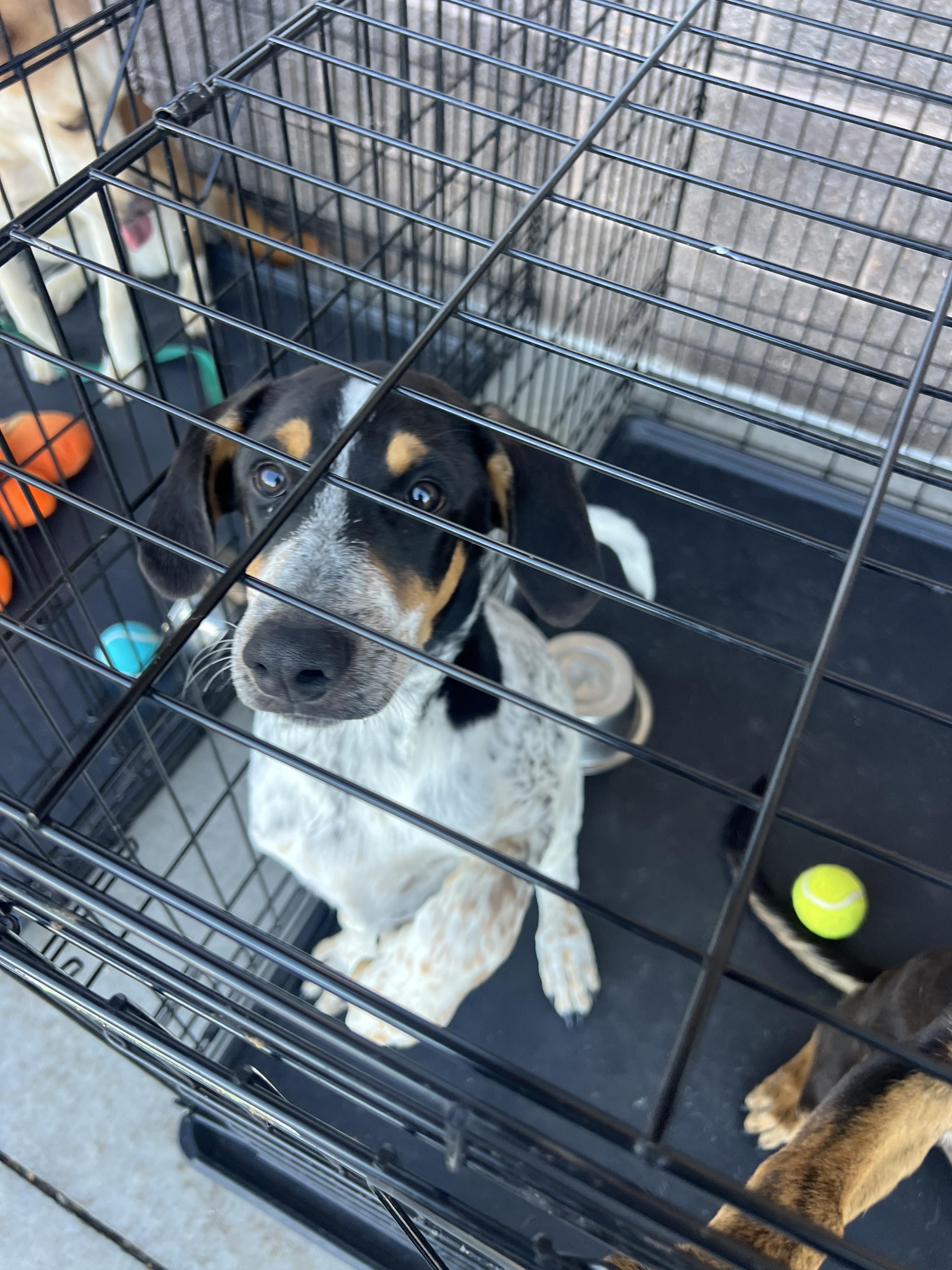 Enlarge Maddox, a Adoptable mixed breed in Fort Collins, CO image 6/6