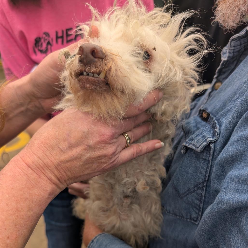 Enlarge Winston C-33491, a Adoptable Poodle in Oklahoma City, OK image 3/4
