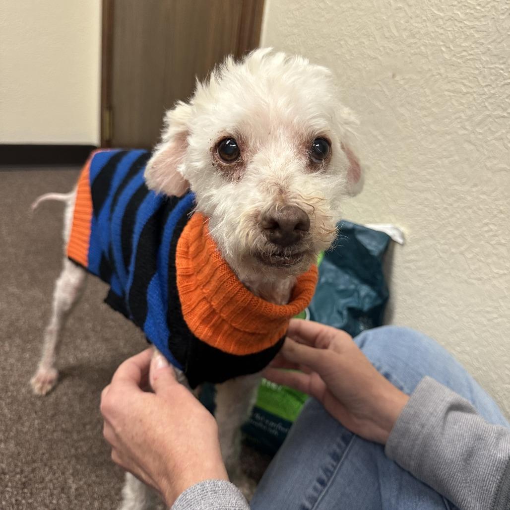 Enlarge Winston C-33491, a Adoptable Poodle in Oklahoma City, OK image 4/4