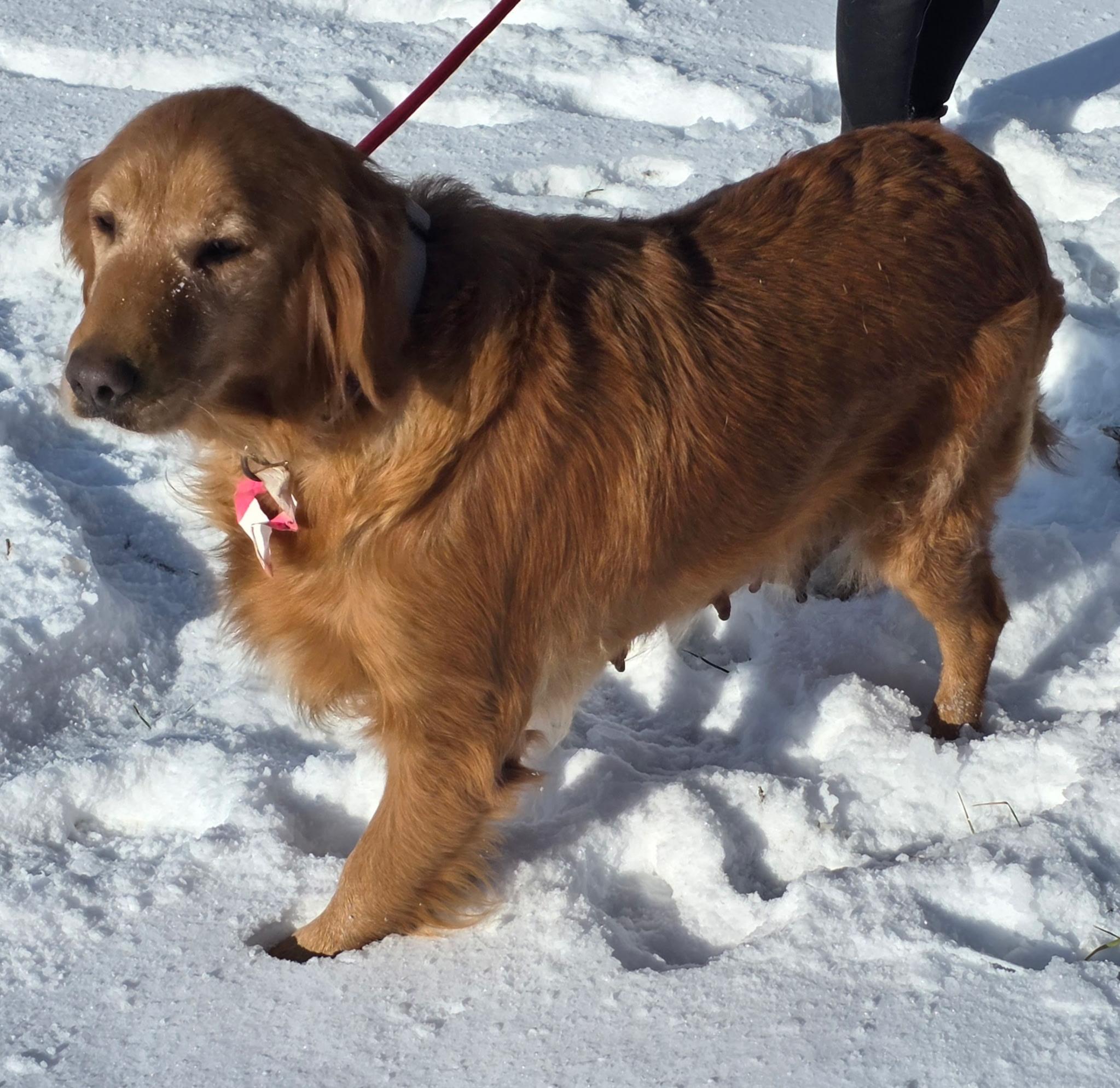 Enlarge Sasha , a ADOPTABLE Golden Retriever in South Amboy, NJ image 2/3