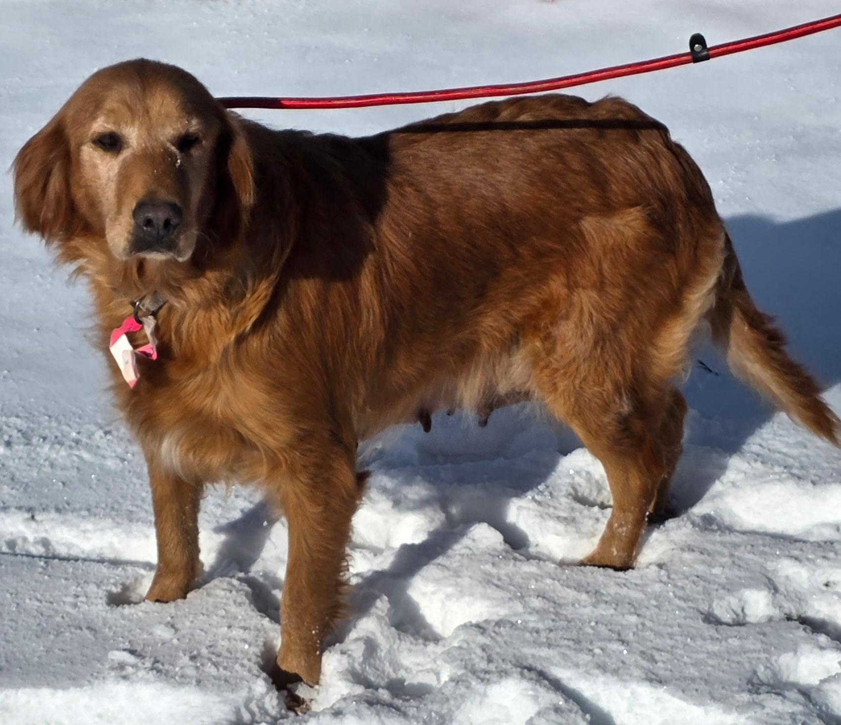 Enlarge Sasha , a ADOPTABLE Golden Retriever in South Amboy, NJ image 3/3