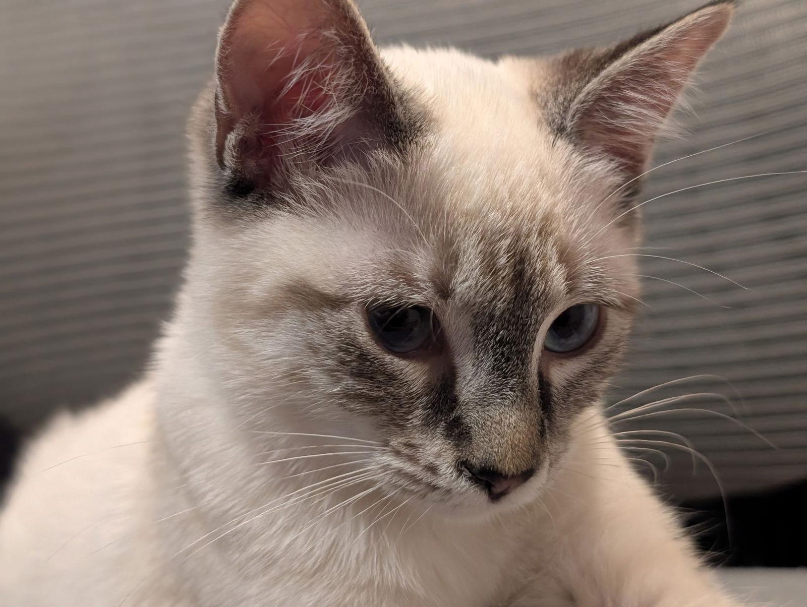 Stella, Adopted, Kitten Female Siamese.