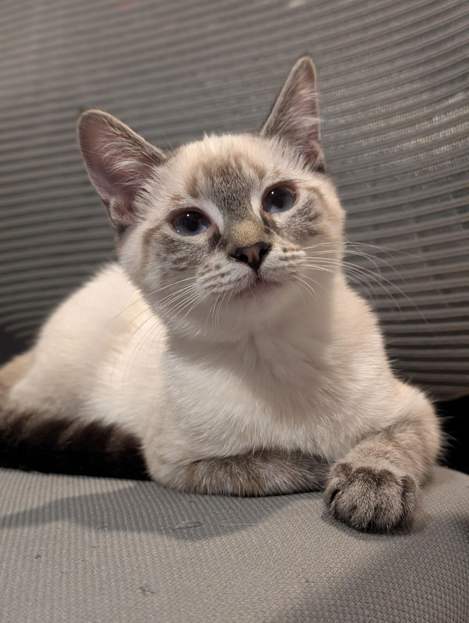 Stella, a Adopted Siamese in Tacoma, WA image 2/2