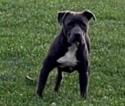 Enlarge SIMON, a Adoptable Pit Bull Terrier in Lodi, CA image 1/1