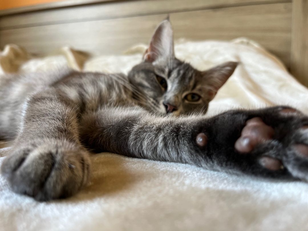 Enlarge Nickle *MUST BE ADOPTED WITH SHILOH OR AS A BUDDY*, a Adopted Domestic Short Hair in Toronto, ON image 1/6