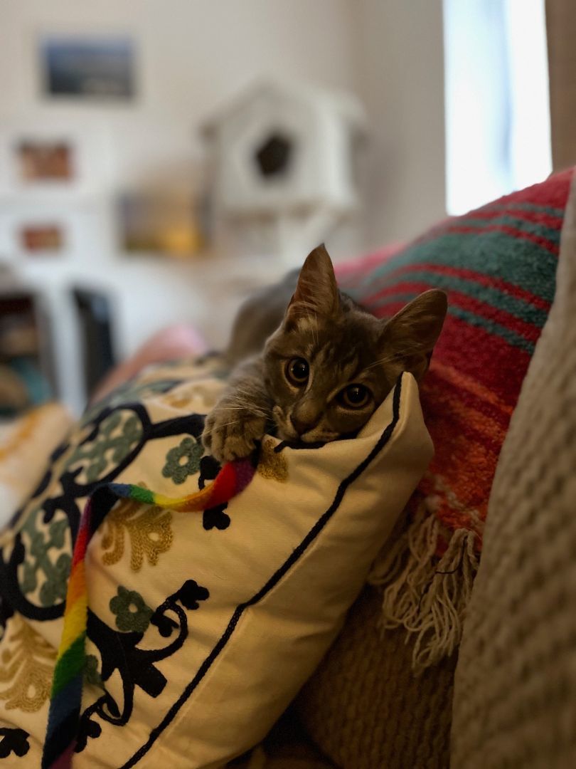 Enlarge Nickle *MUST BE ADOPTED WITH SHILOH OR AS A BUDDY*, a Adopted Domestic Short Hair in Toronto, ON image 2/6