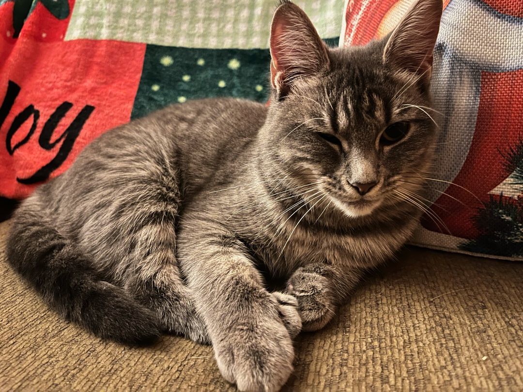 Enlarge Nickle *MUST BE ADOPTED WITH SHILOH OR AS A BUDDY*, a Adopted Domestic Short Hair in Toronto, ON image 5/6