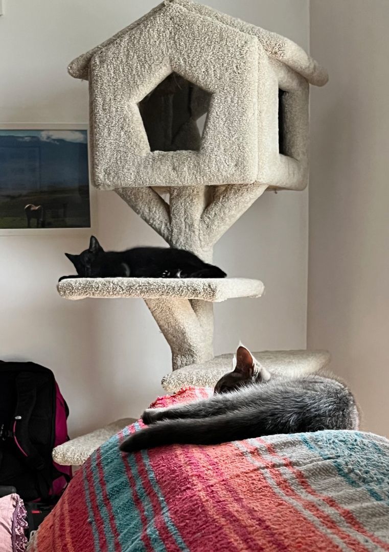 Enlarge Nickle *MUST BE ADOPTED WITH SHILOH OR AS A BUDDY*, a Adopted Domestic Short Hair in Toronto, ON image 6/6