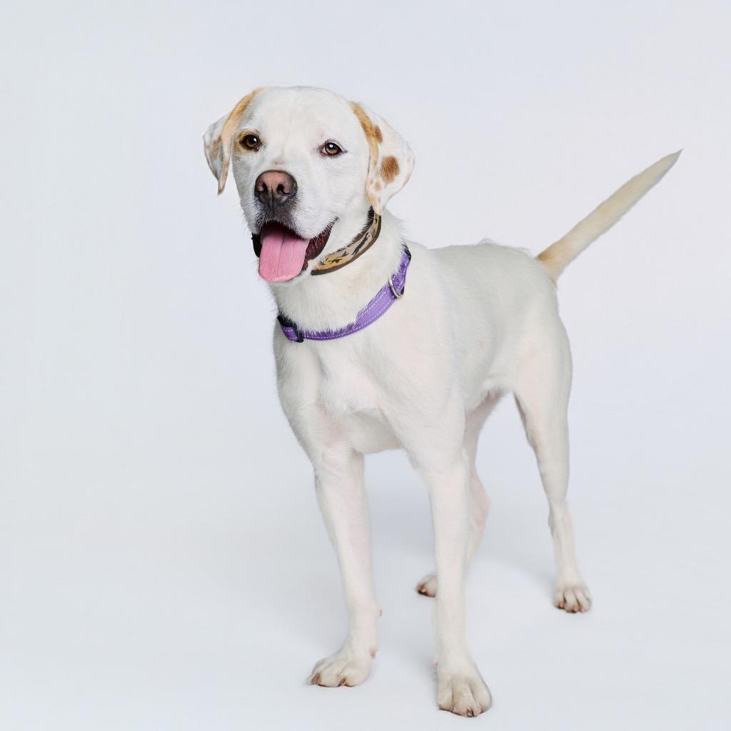 Heist, a Adoptable mixed breed in Fayetteville, AR image 1/6