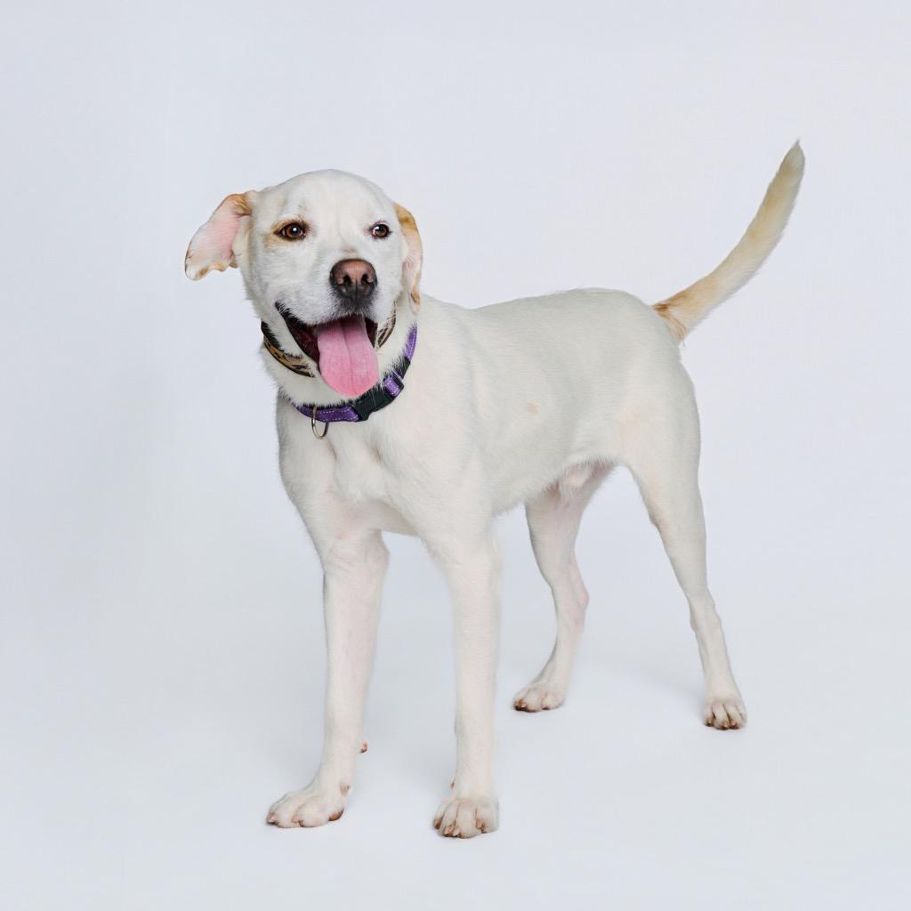 Heist, a Adoptable mixed breed in Fayetteville, AR image 2/6