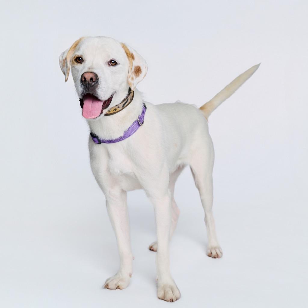 Heist, a Adoptable mixed breed in Fayetteville, AR image 3/6