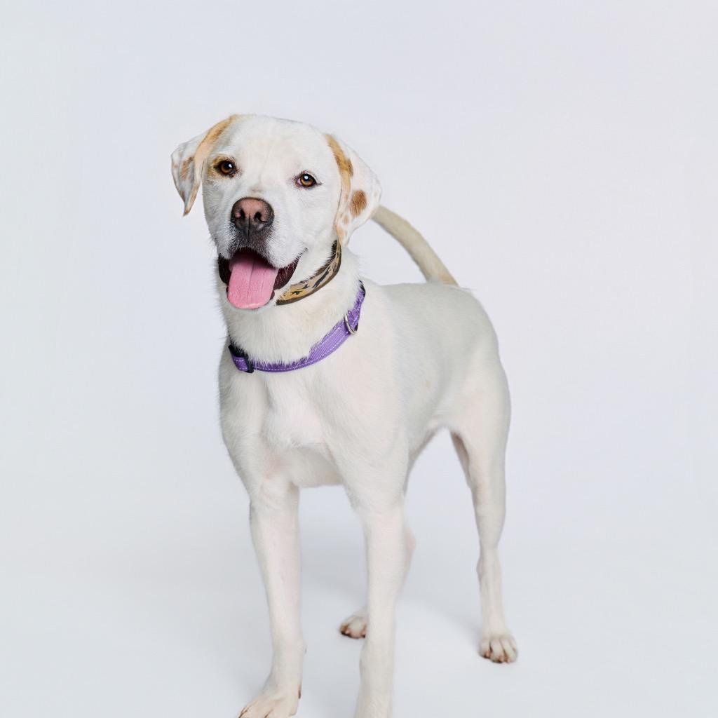 Heist, a Adoptable mixed breed in Fayetteville, AR image 5/6