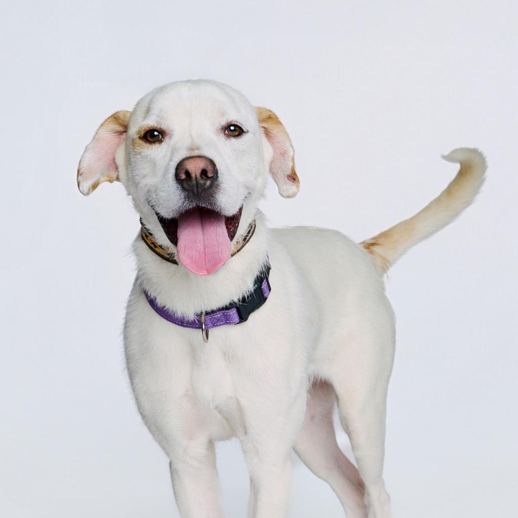 Heist, a Adoptable mixed breed in Fayetteville, AR image 6/6
