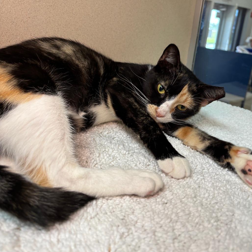 Jasmine, Adoptable, Adult Female Domestic Short Hair.