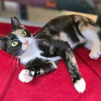 Enlarge Jasmine, a Adoptable Domestic Short Hair in Galveston, TX image 2/4
