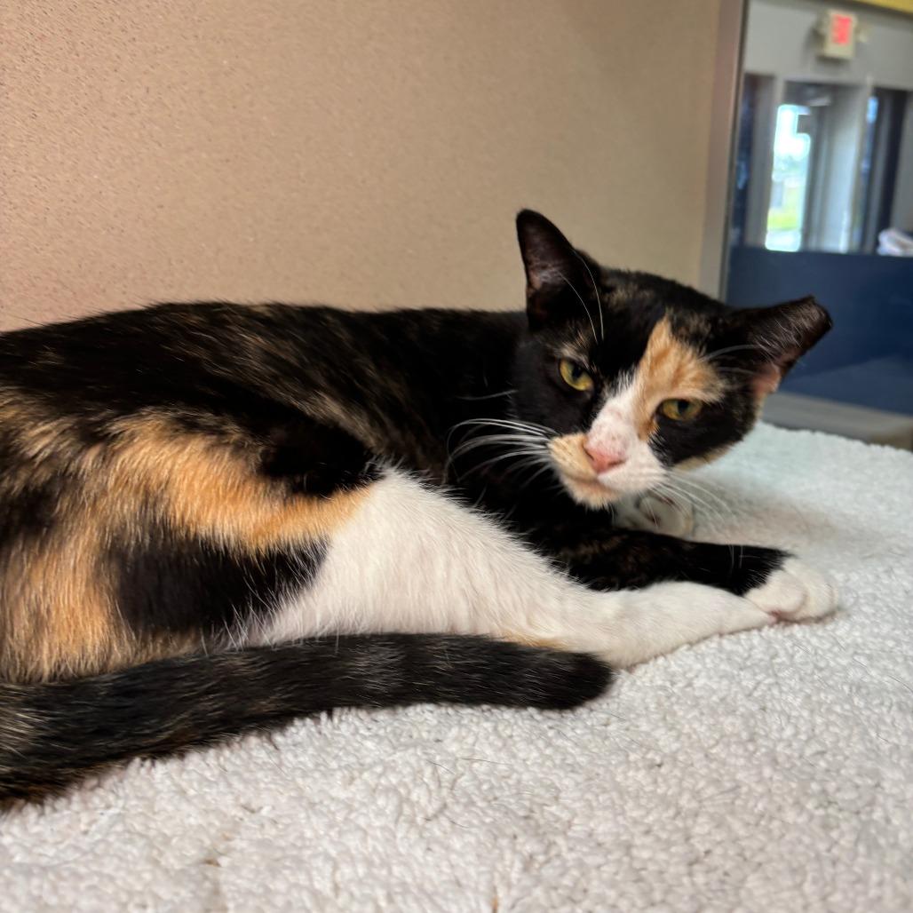 Enlarge Jasmine, a Adoptable Domestic Short Hair in Galveston, TX image 3/4