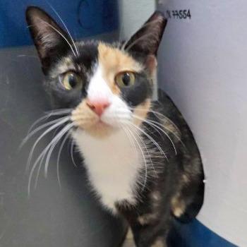Enlarge Jasmine, a Adoptable Domestic Short Hair in Galveston, TX image 4/4
