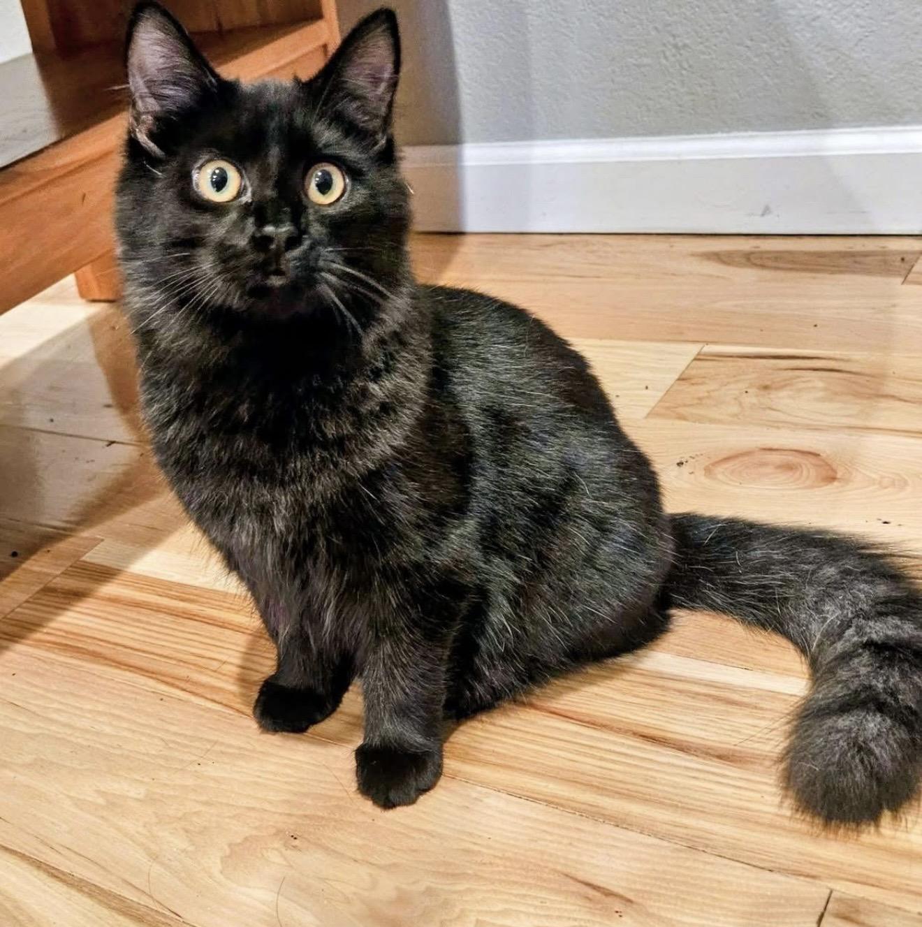 Enlarge Len, an adopted mixed breed in Santa Rosa, CA image 1/3