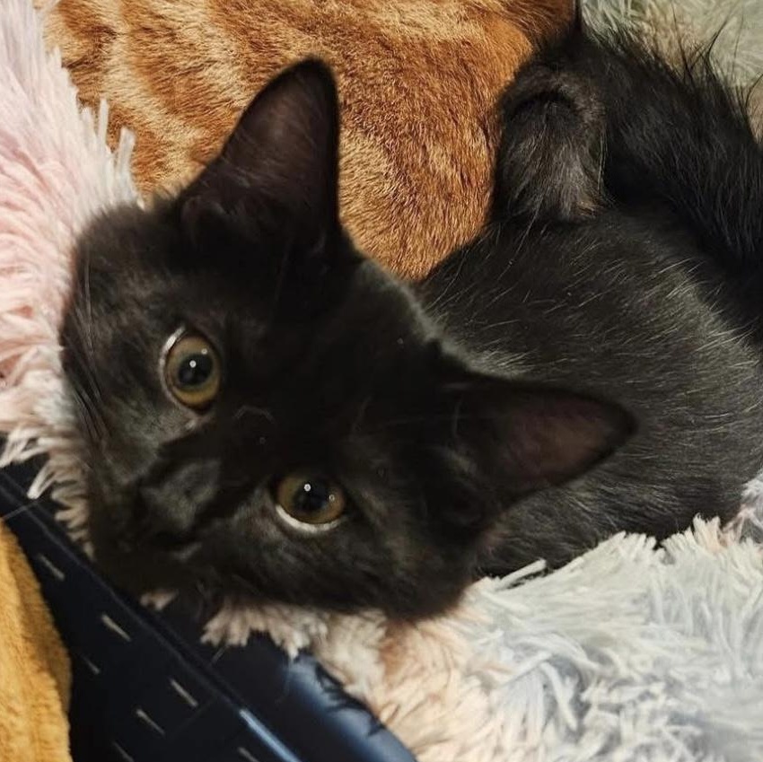 Len, a Adoptable mixed breed in Santa Rosa, CA image 1/2