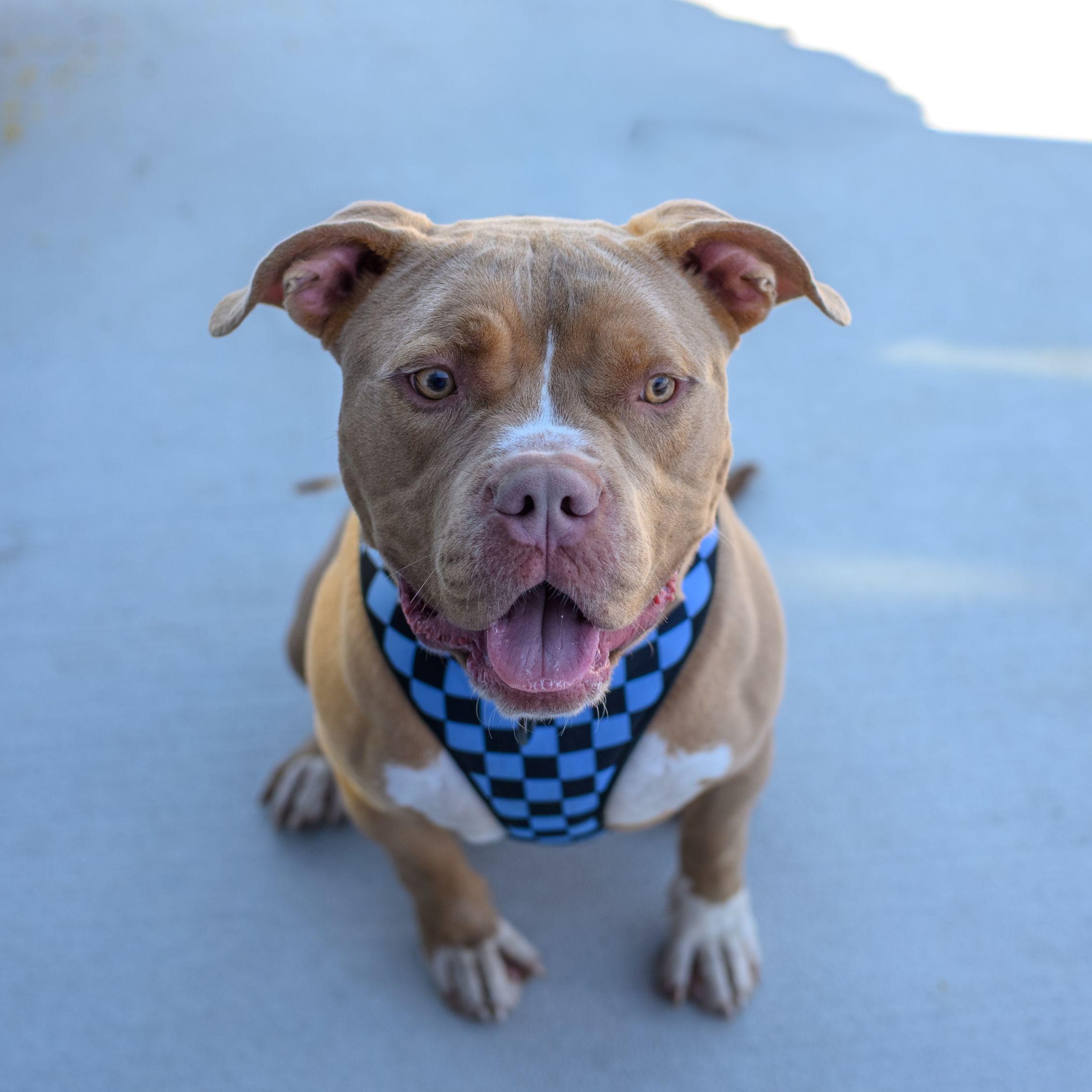 Enlarge SAL, a Adoptable Pit Bull Terrier in Hamilton, NJ image 5/6