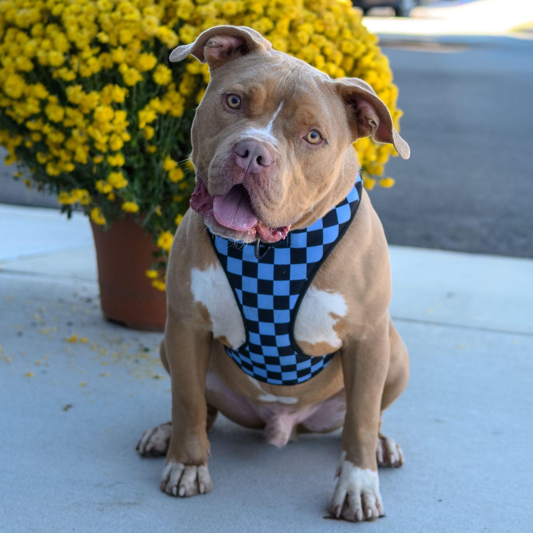 Enlarge SAL, a Adoptable Pit Bull Terrier in Hamilton, NJ image 1/6