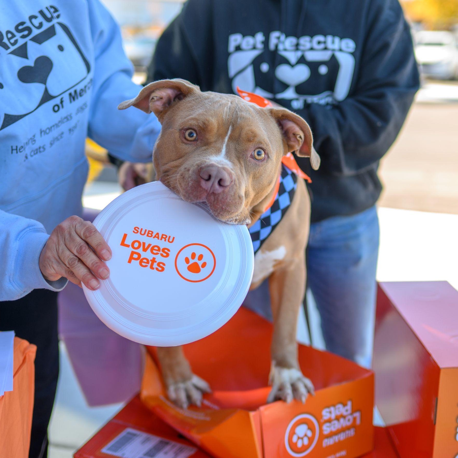 Enlarge SAL, a Adoptable Pit Bull Terrier in Hamilton, NJ image 4/6