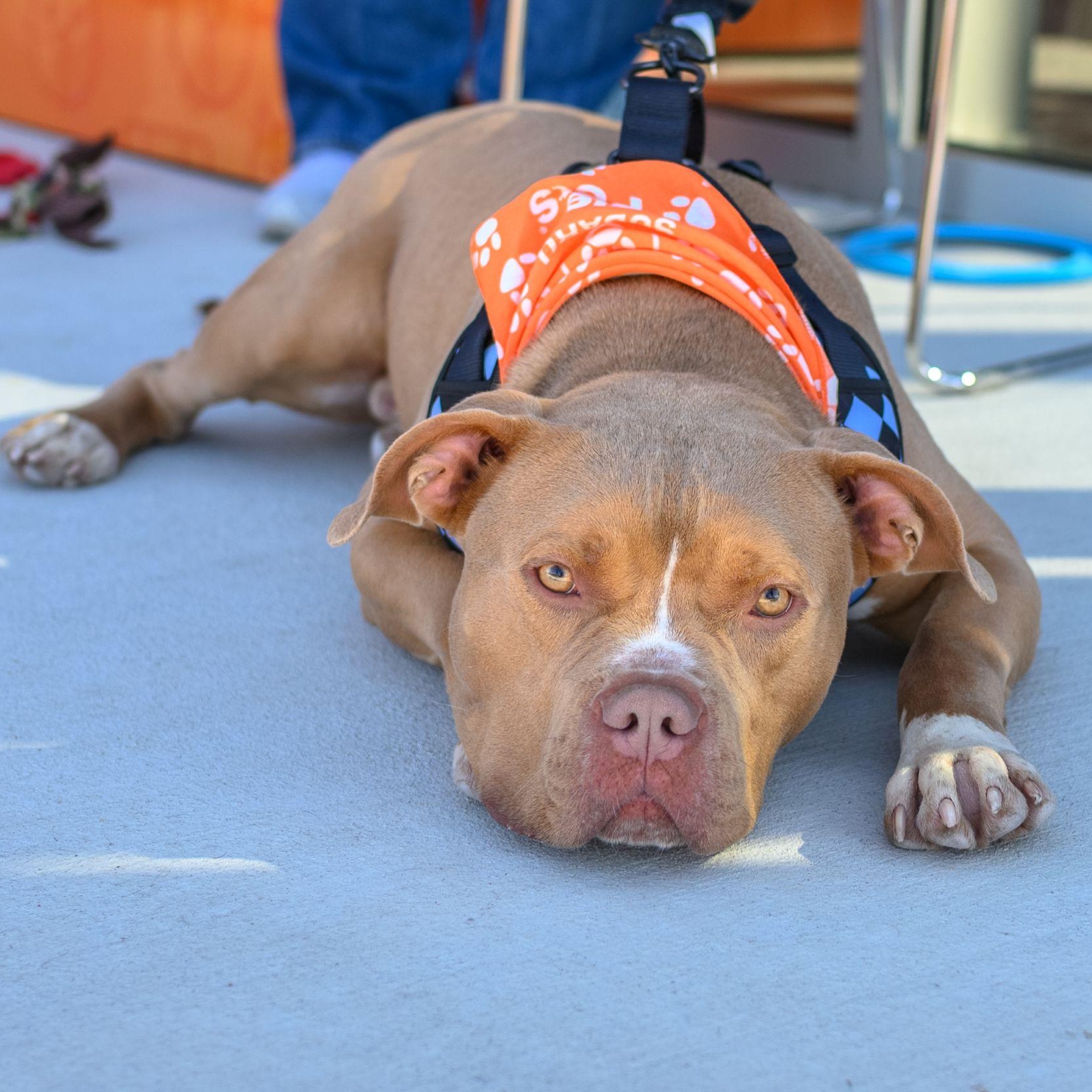 Enlarge SAL, a Adoptable Pit Bull Terrier in Hamilton, NJ image 6/6
