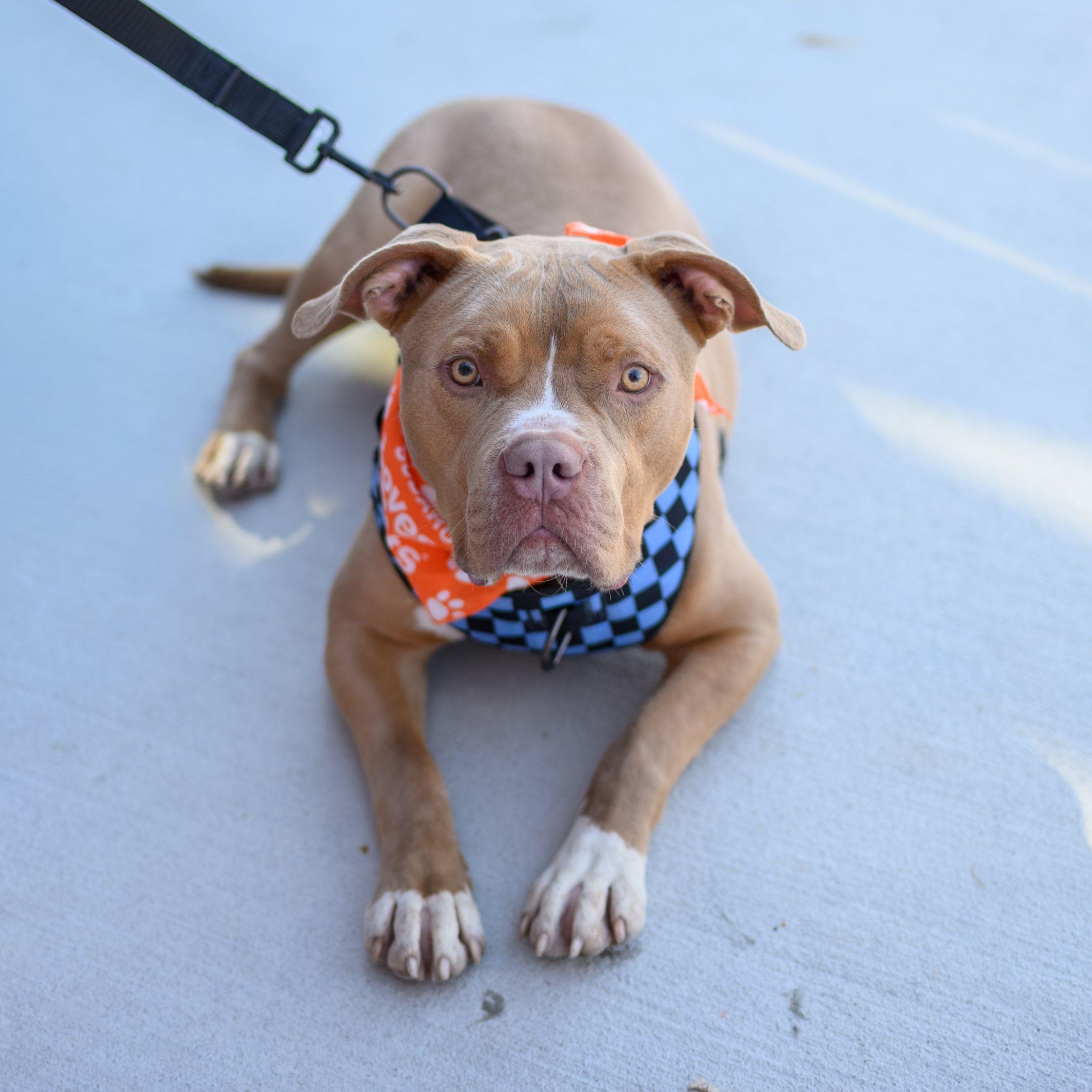 Enlarge SAL, a Adoptable Pit Bull Terrier in Hamilton, NJ image 3/6