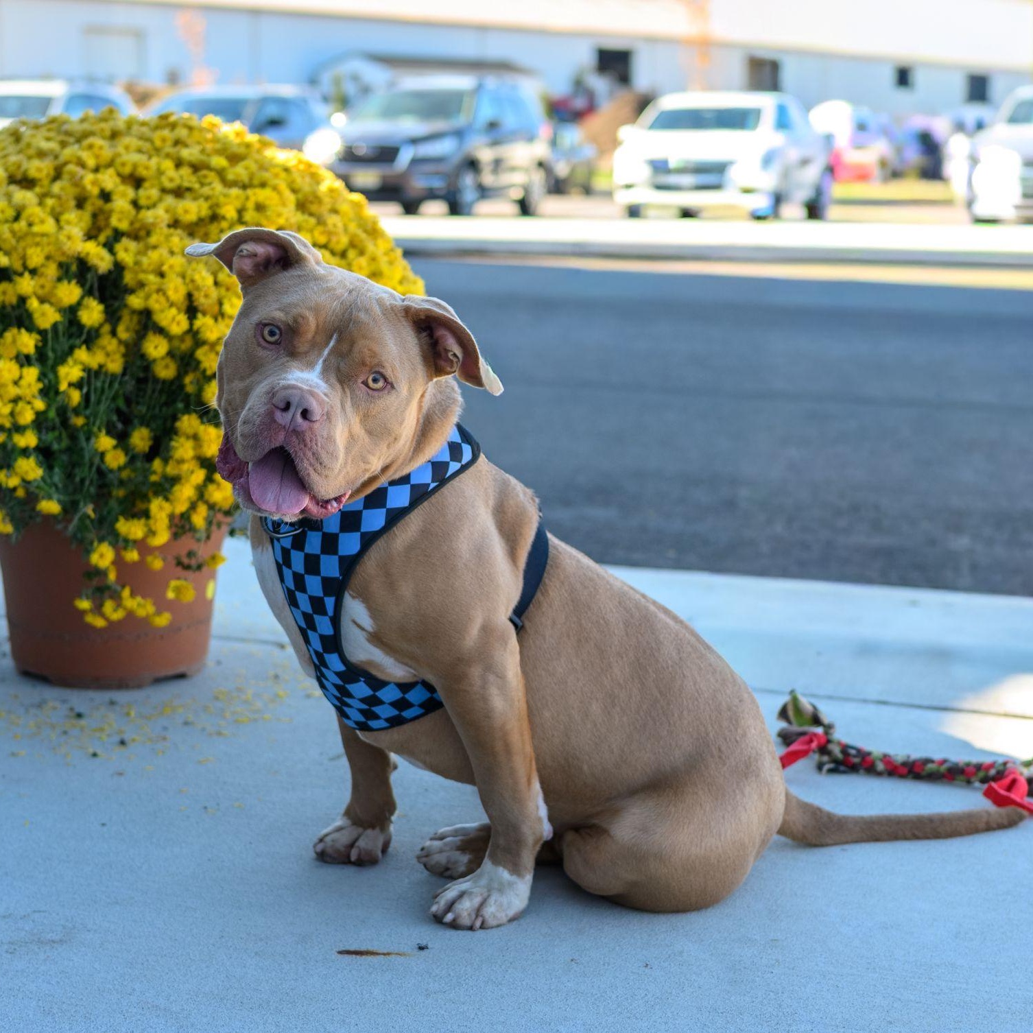 Enlarge SAL, a Adoptable Pit Bull Terrier in Hamilton, NJ image 2/6