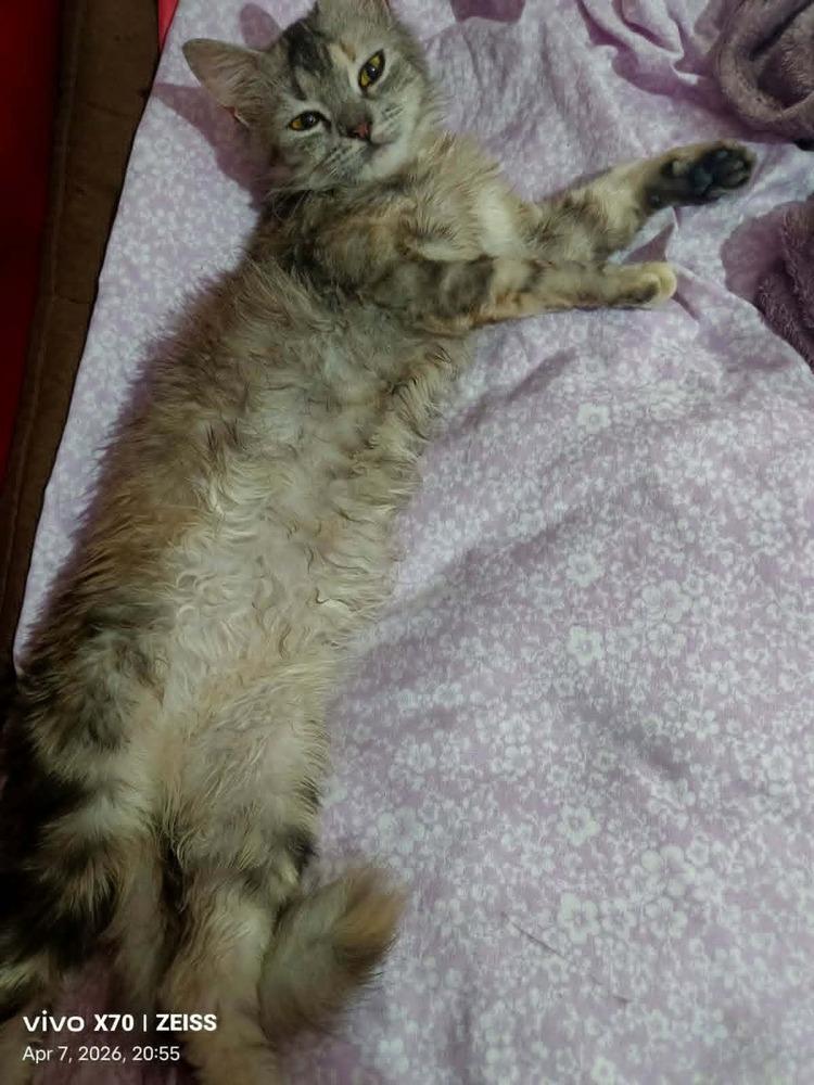 Basboosa, Adoptable, Kitten Female Persian & Egyptian Mau.