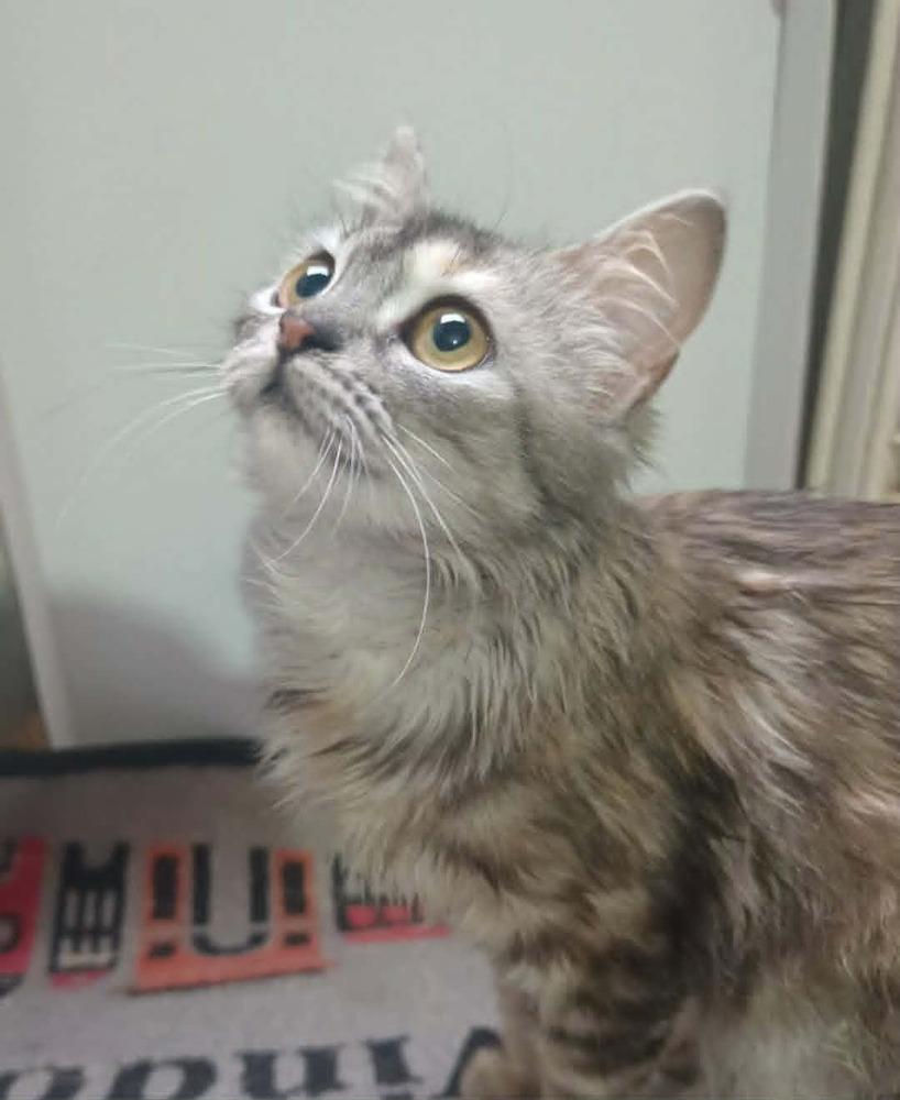 Enlarge Basboosa, a Adoptable mixed breed in WOLCOTT, CT image 2/6