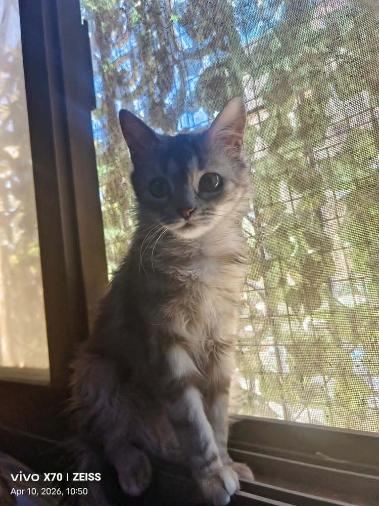 Enlarge Basboosa, a Adoptable mixed breed in WOLCOTT, CT image 3/6