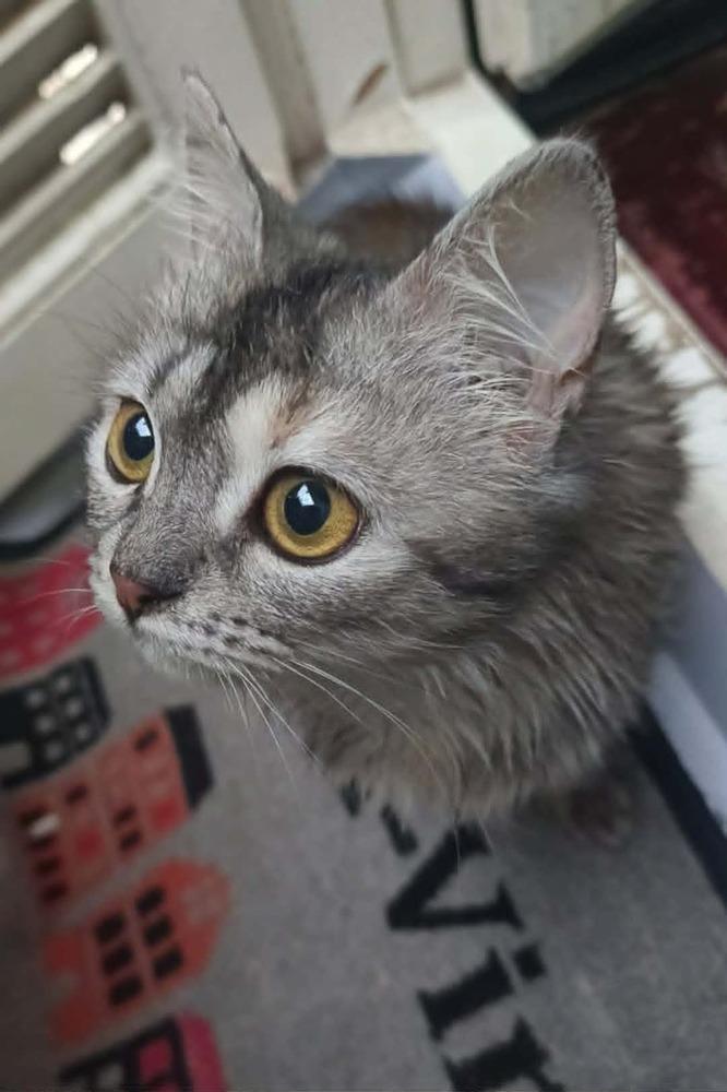 Enlarge Basboosa, a Adoptable mixed breed in WOLCOTT, CT image 4/6