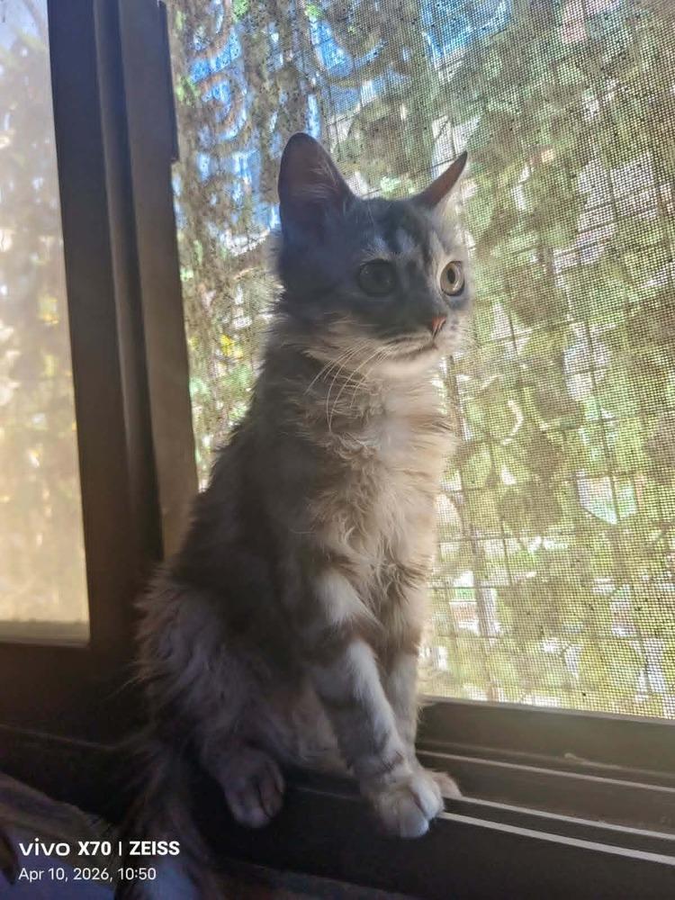 Enlarge Basboosa, a Adoptable mixed breed in WOLCOTT, CT image 5/6