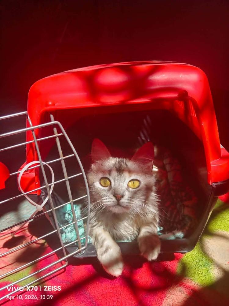 Enlarge Basboosa, a Adoptable mixed breed in WOLCOTT, CT image 6/6