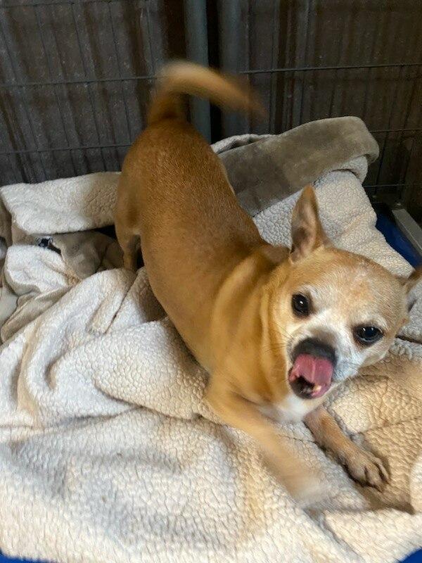 Monty, a ADOPTABLE Chihuahua in Polson, MT image 4/5