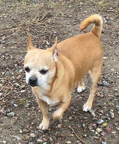 Monty, a ADOPTABLE Chihuahua in Polson, MT image 5/5