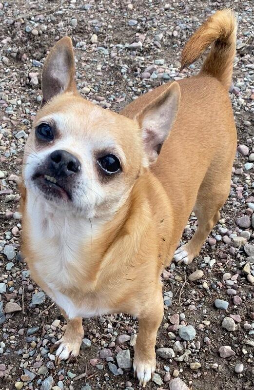 Monty, a ADOPTABLE Chihuahua in Polson, MT image 1/5