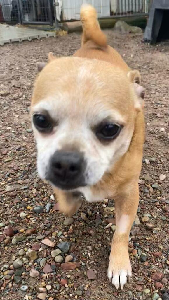 Monty, a ADOPTABLE Chihuahua in Polson, MT image 3/5