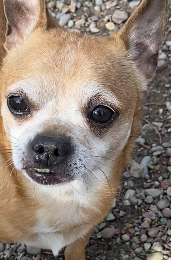 Monty, a ADOPTABLE Chihuahua in Polson, MT image 2/5