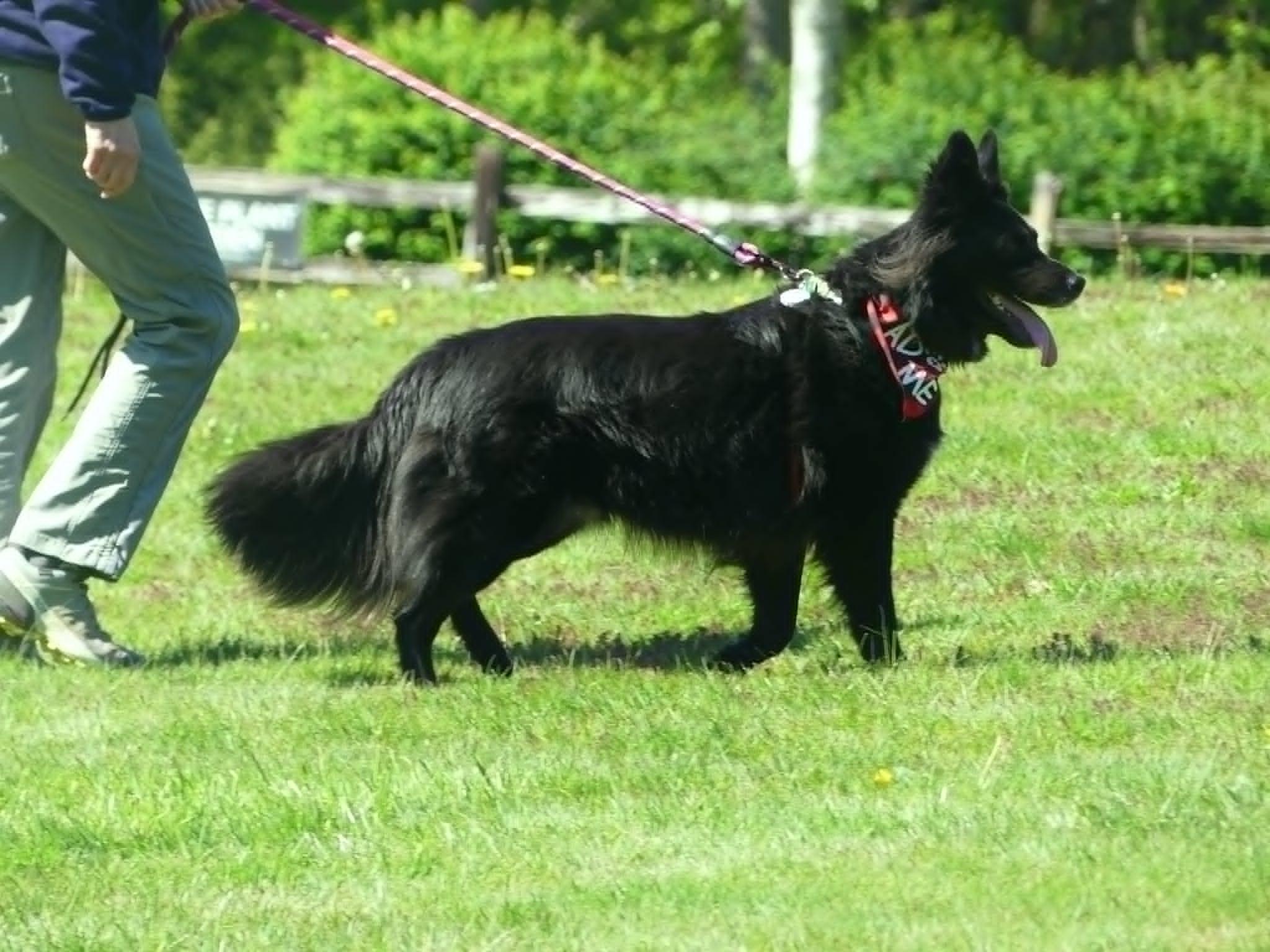 Enlarge Vader, a ADOPTABLE Border Collie in Sequim, WA image 3/6