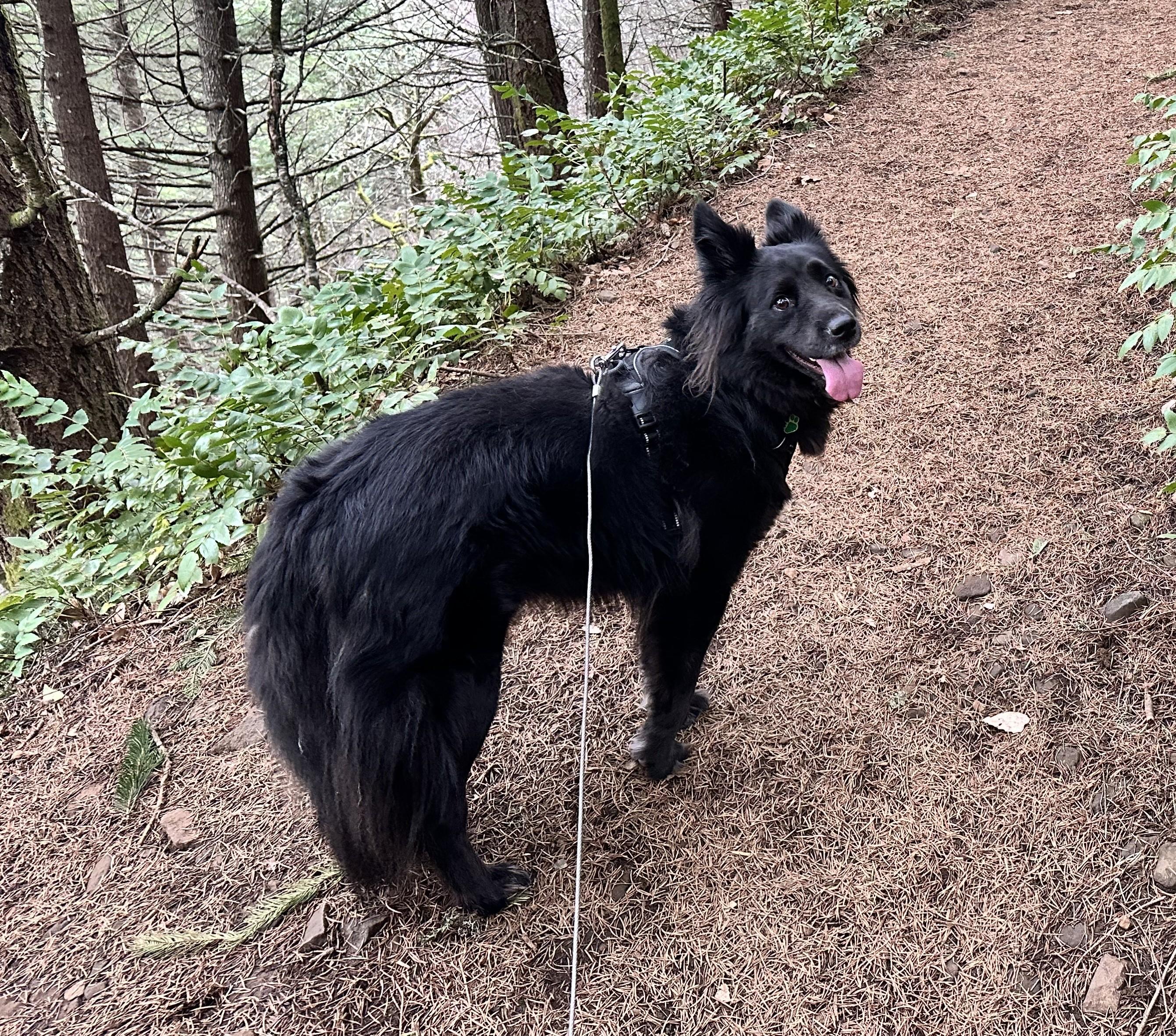 Enlarge Vader, a ADOPTABLE mixed breed in Bend, OR image 3/3